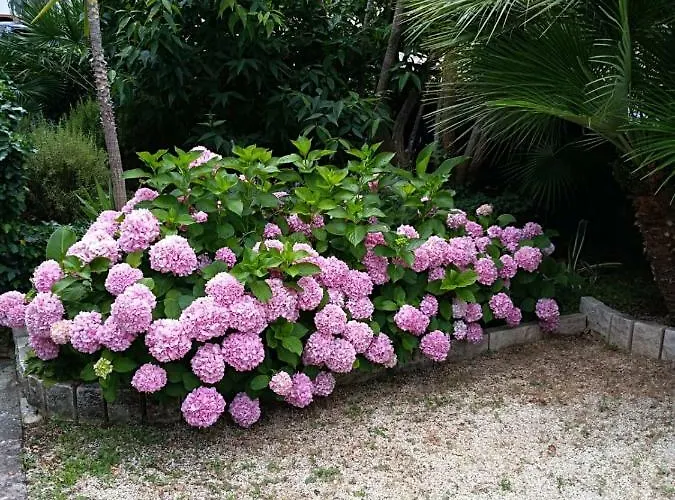 아파트 Mladenka *